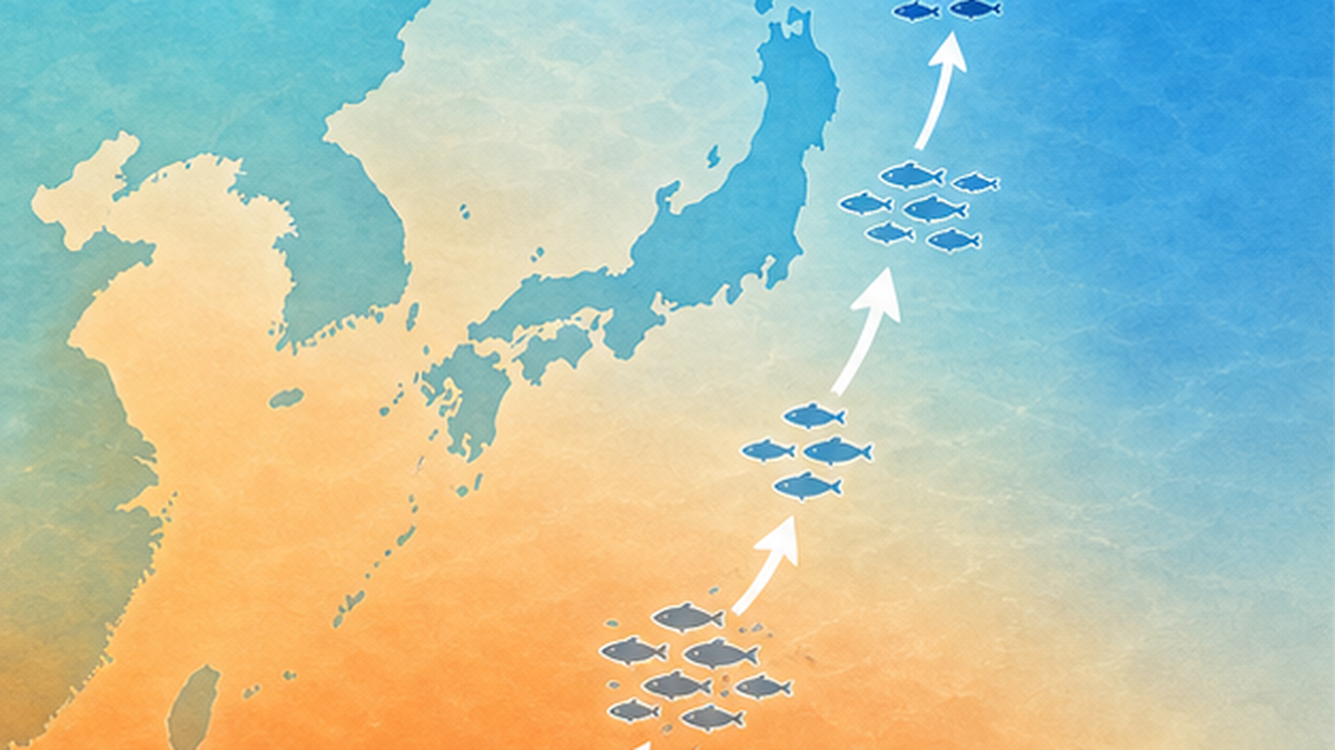 水温上昇で魚の分布が北へ移動する様子を日本地図と矢印で示した図解