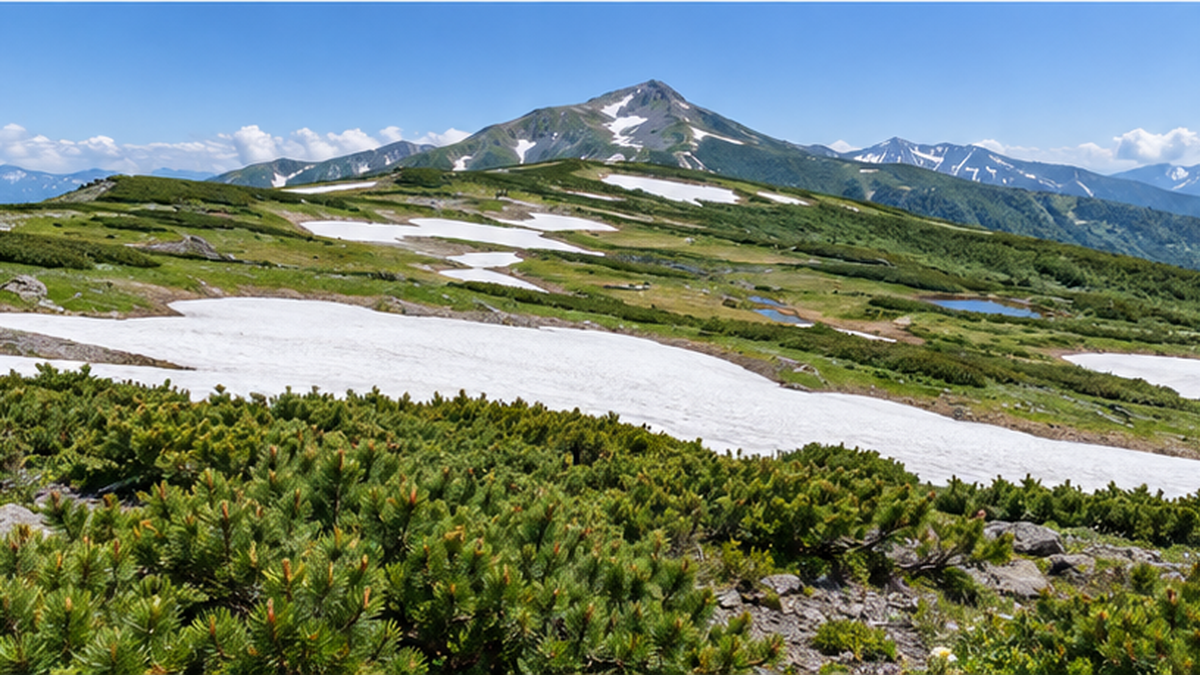 An alpine landscape where snow-patch meadows and dwarf pine zones intermingle