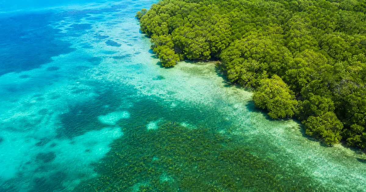 ブルーカーボンとは？マングローブと海草藻場が海に炭素を貯めこむ仕組みと日本の挑戦