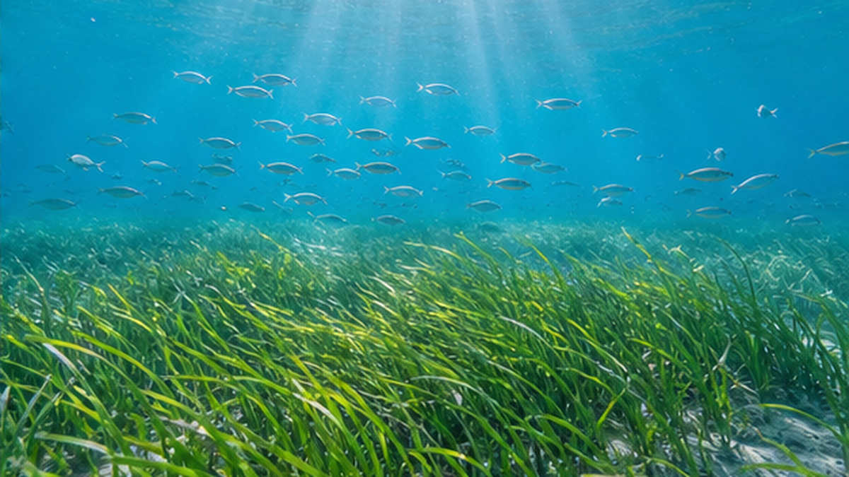 海底に広がる緑のアマモ場と、その間を泳ぐ小魚の水中写真的イメージ