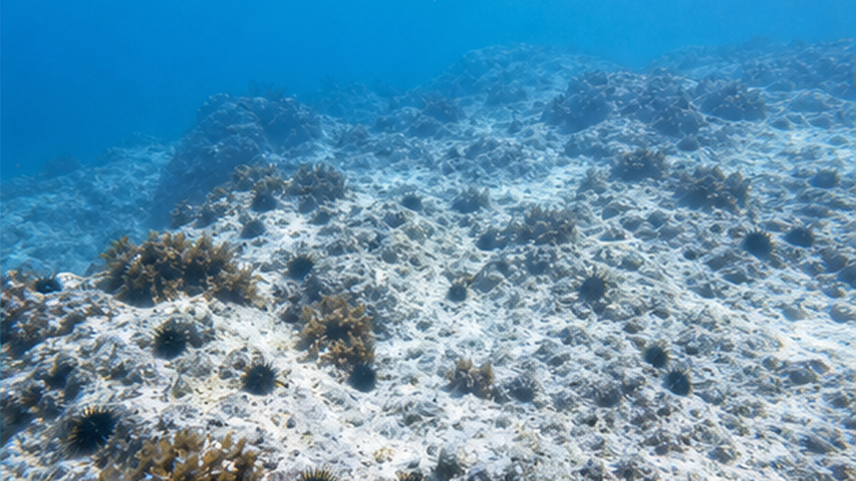 海藻が消えて岩肌がむき出しになった磯焼けの海底の写真的イメージ
