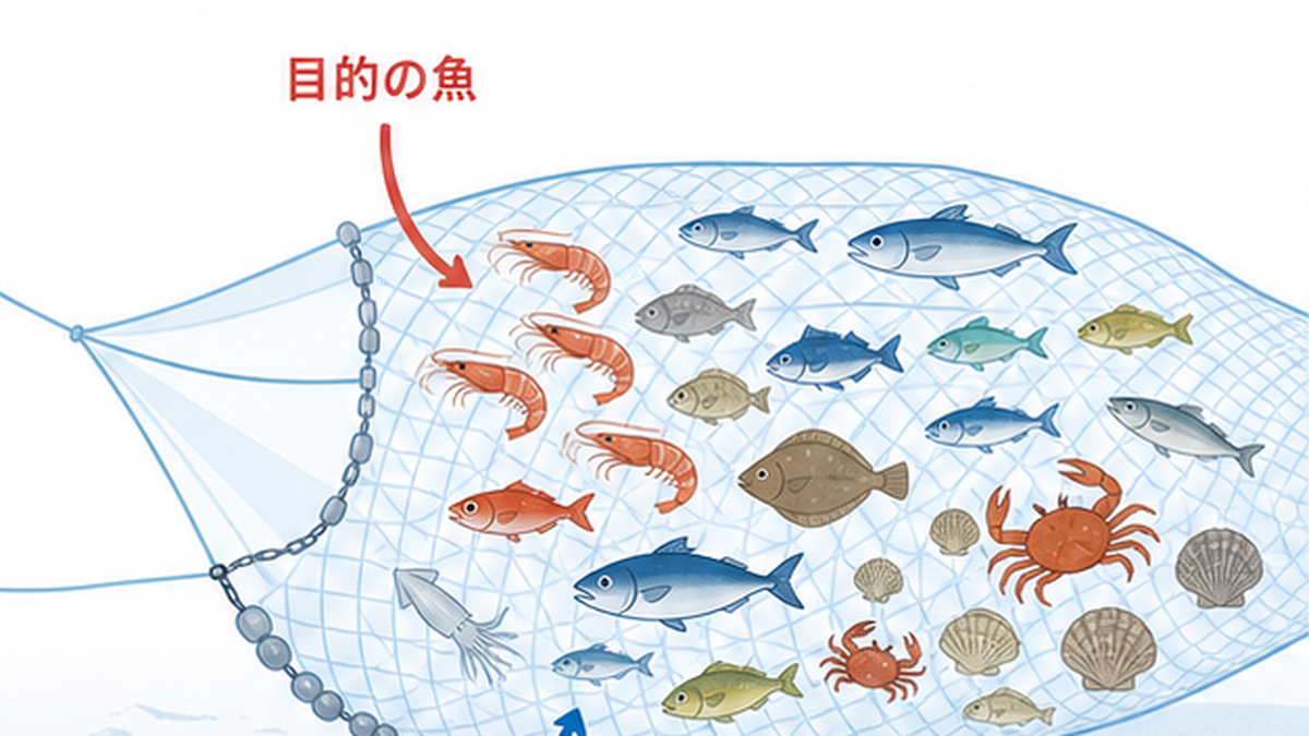 底びき網に目的のエビと一緒にさまざまな小魚や生きものが混ざって入っている様子の図解