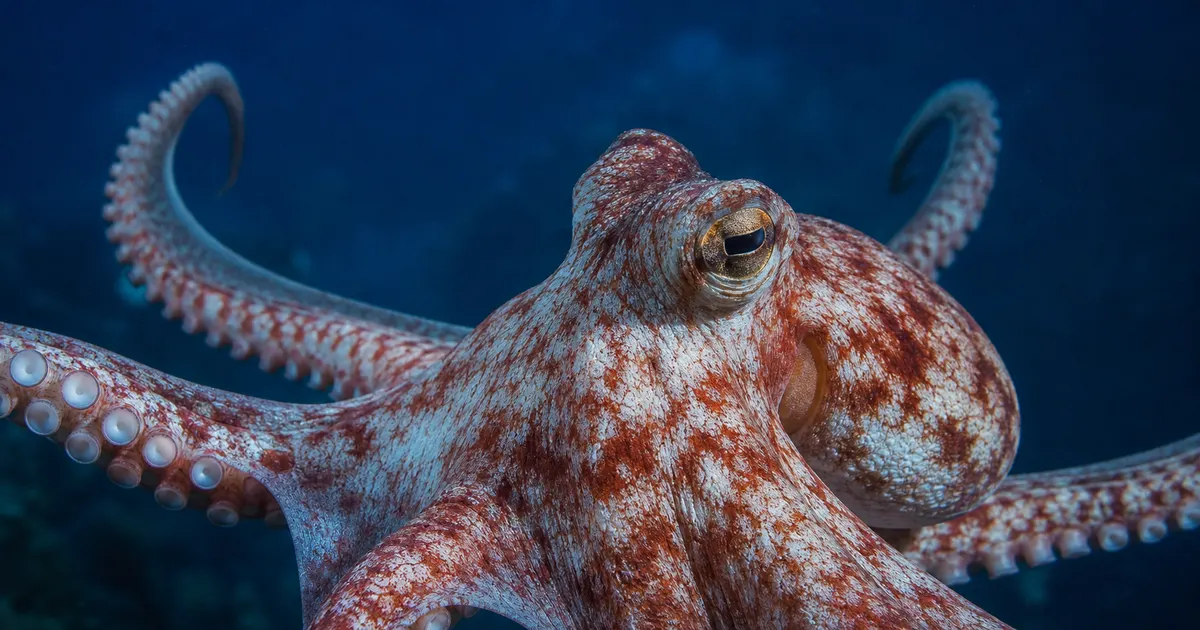 タコ・イカの知能はなぜ高い？9つの脳と分散神経系、擬態と短い命の科学