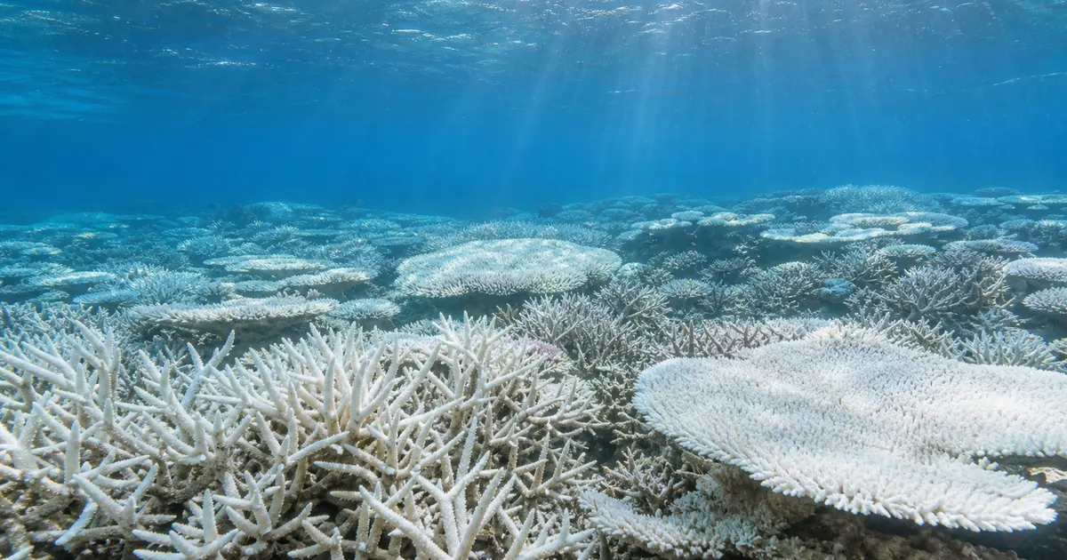 サンゴの白化はなぜ起きる？高水温が共生藻を奪う仕組みと回復の境目