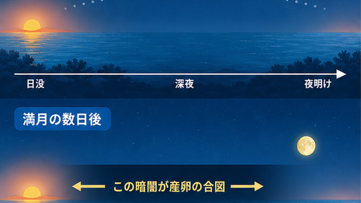 満月前は夜通し月光があり、満月後に日没から月の出までの暗闇の窓が現れて産卵の合図になる仕組みを示したフラット図解