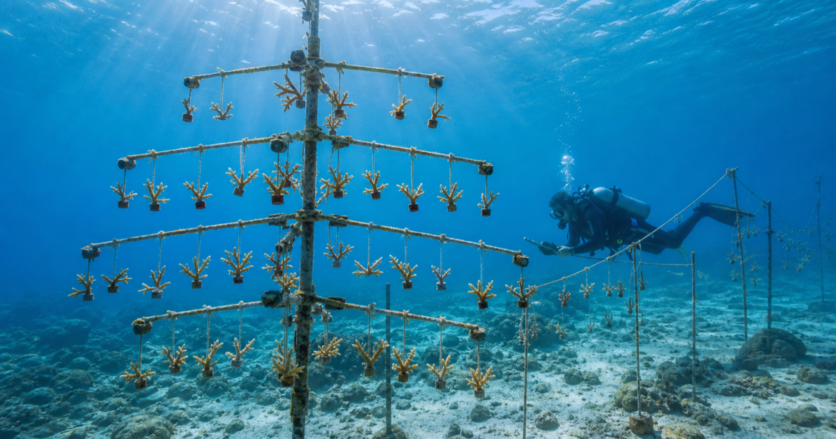 サンゴの苗床養殖と移植のすべて｜断片から育て産卵で増やす再生の最前線
