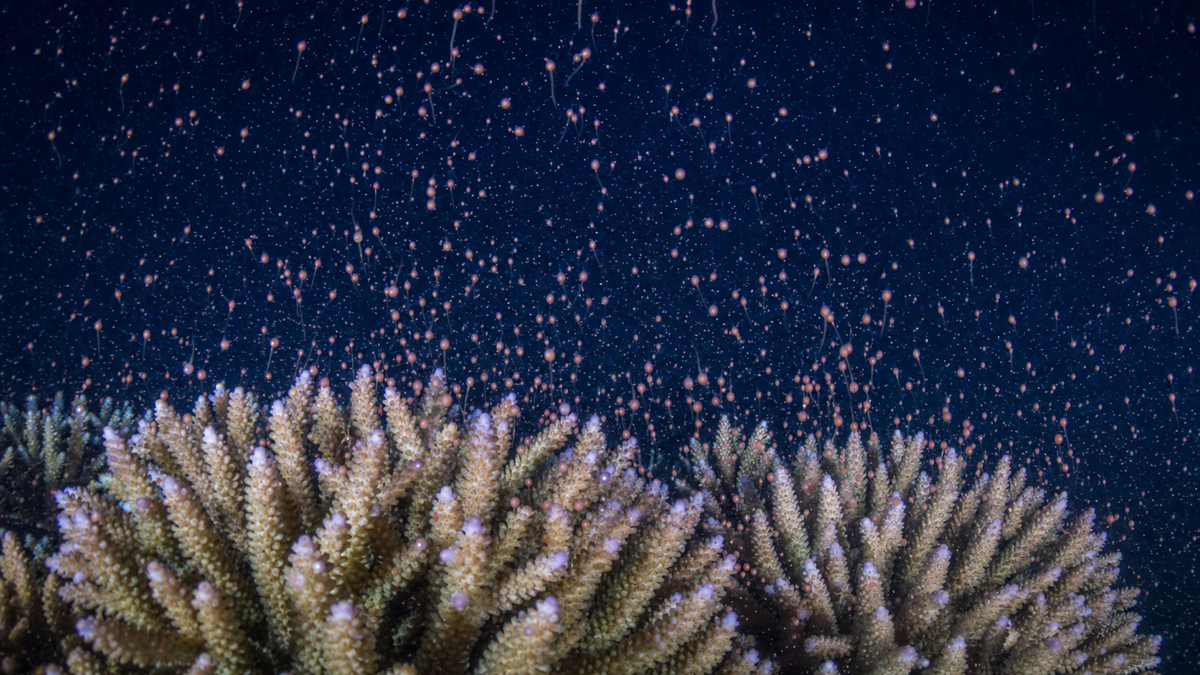 夜の海でサンゴが卵と精子のバンドルをいっせいに放出する一斉産卵の様子