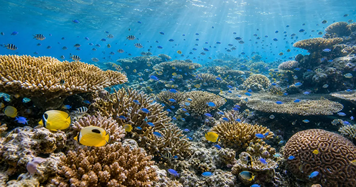 サンゴ礁はなぜ「海の熱帯雨林」？複雑な地形が育む魚の多様性と共生のひみつ