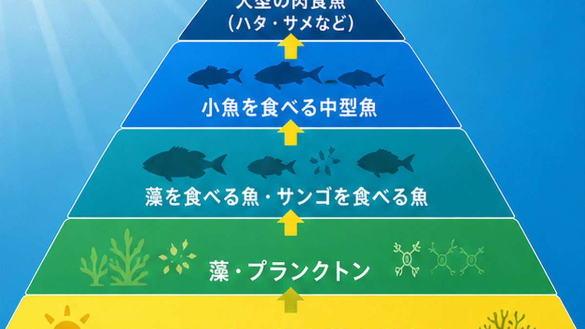 サンゴ礁の食物連鎖を、褐虫藻の光合成を土台に藻食魚・サンゴ食魚・肉食魚へとつながるピラミッドで示したフラット図解