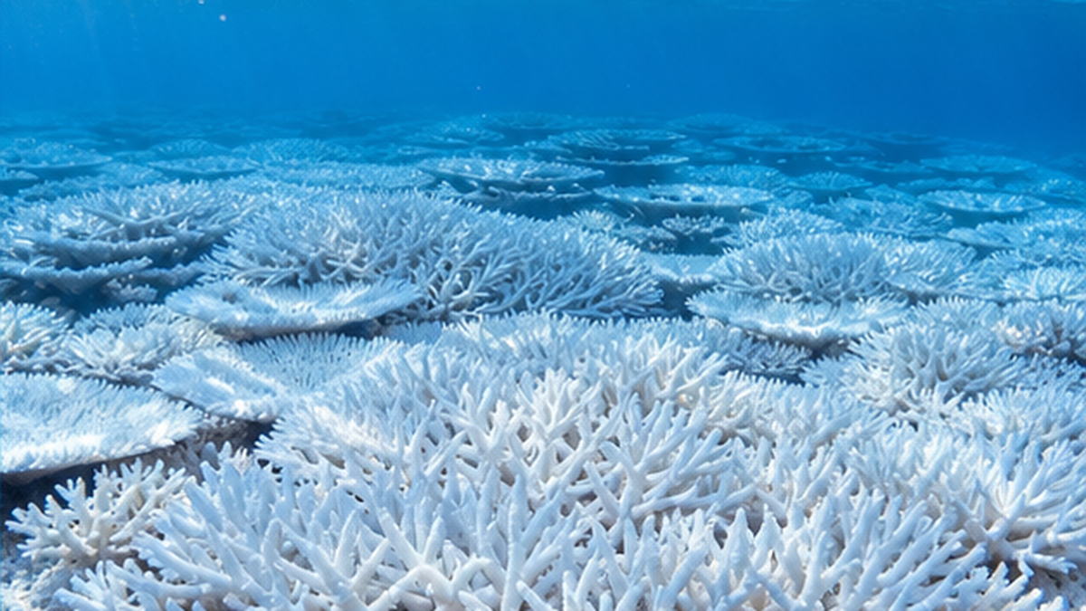 沖縄の浅瀬で広範囲に白化した真っ白なサンゴ礁の写真的イメージ