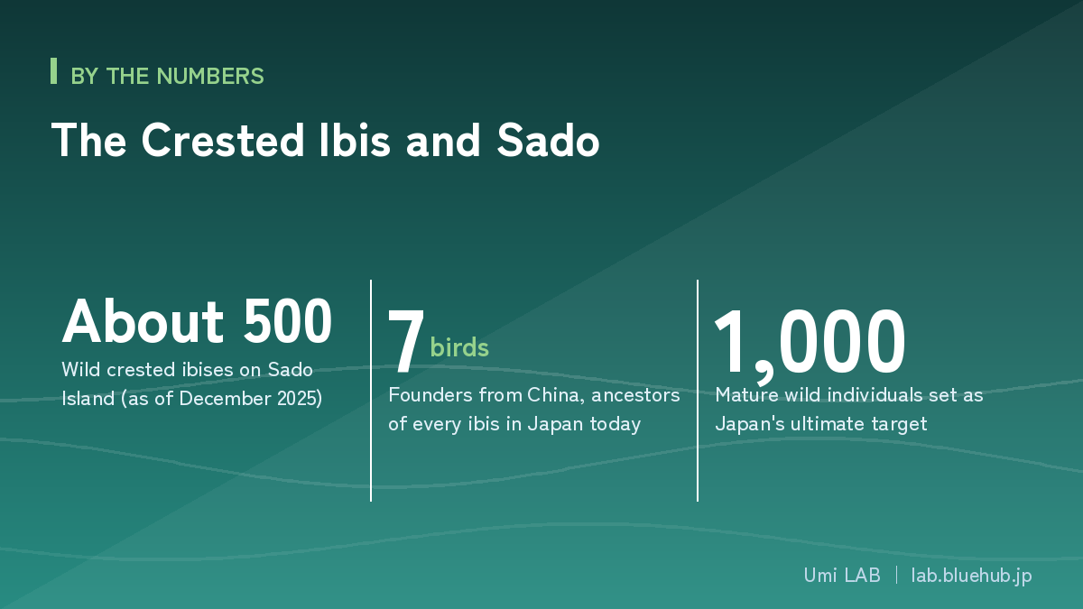 Chart summarising the three key figures on The Crested Ibis and Sado