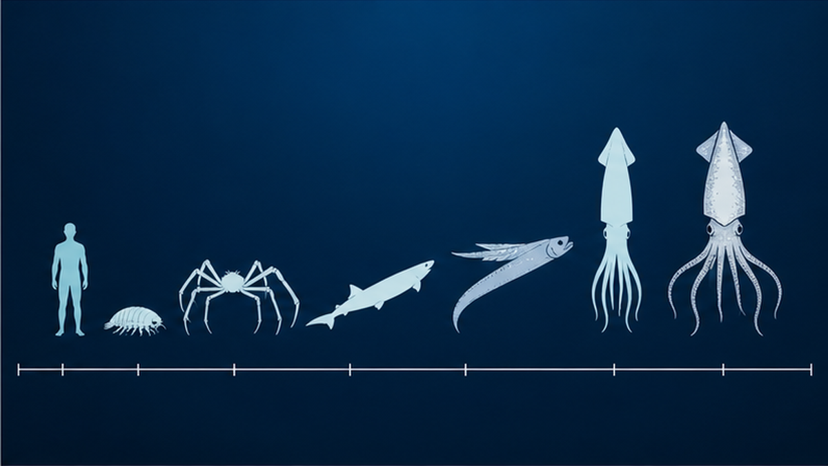 将六种深海巨大生物与人的剪影并排、比较大小的图解