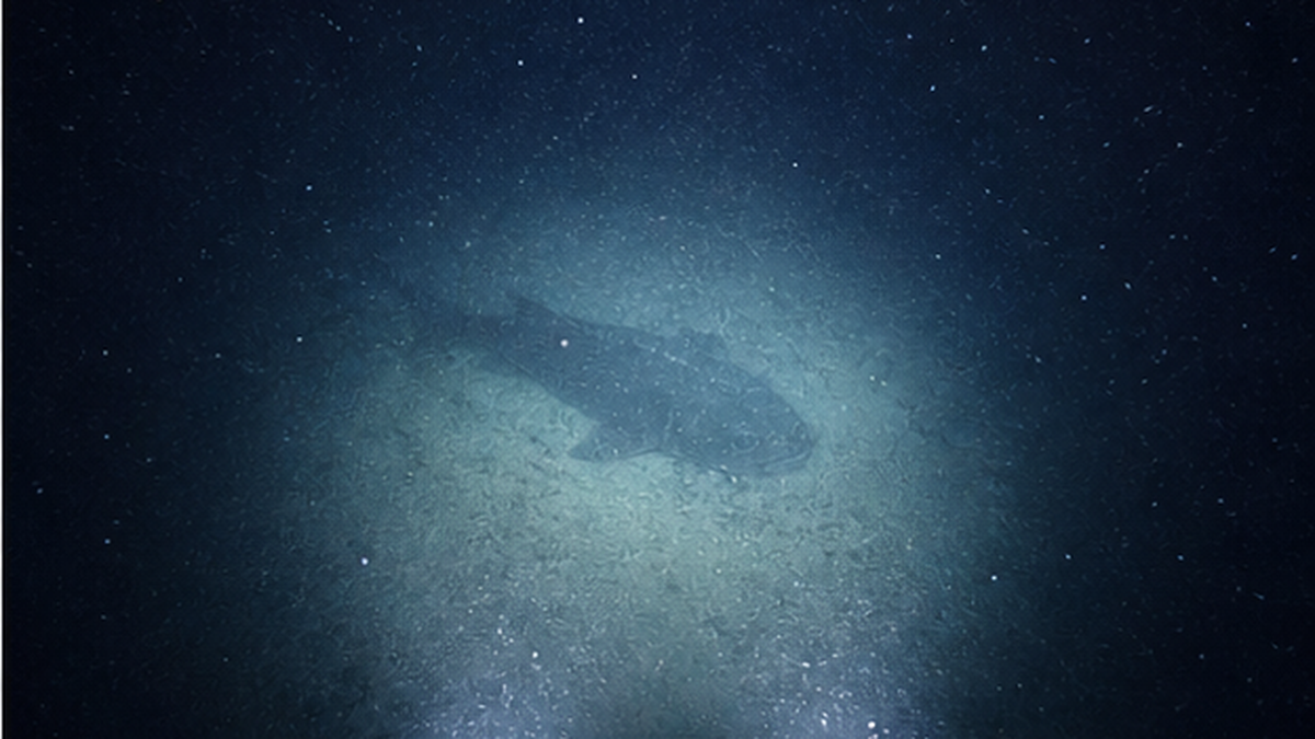 无人潜水器照亮深海海底的灯光,以及在光束尽头浮现的大型深海生物