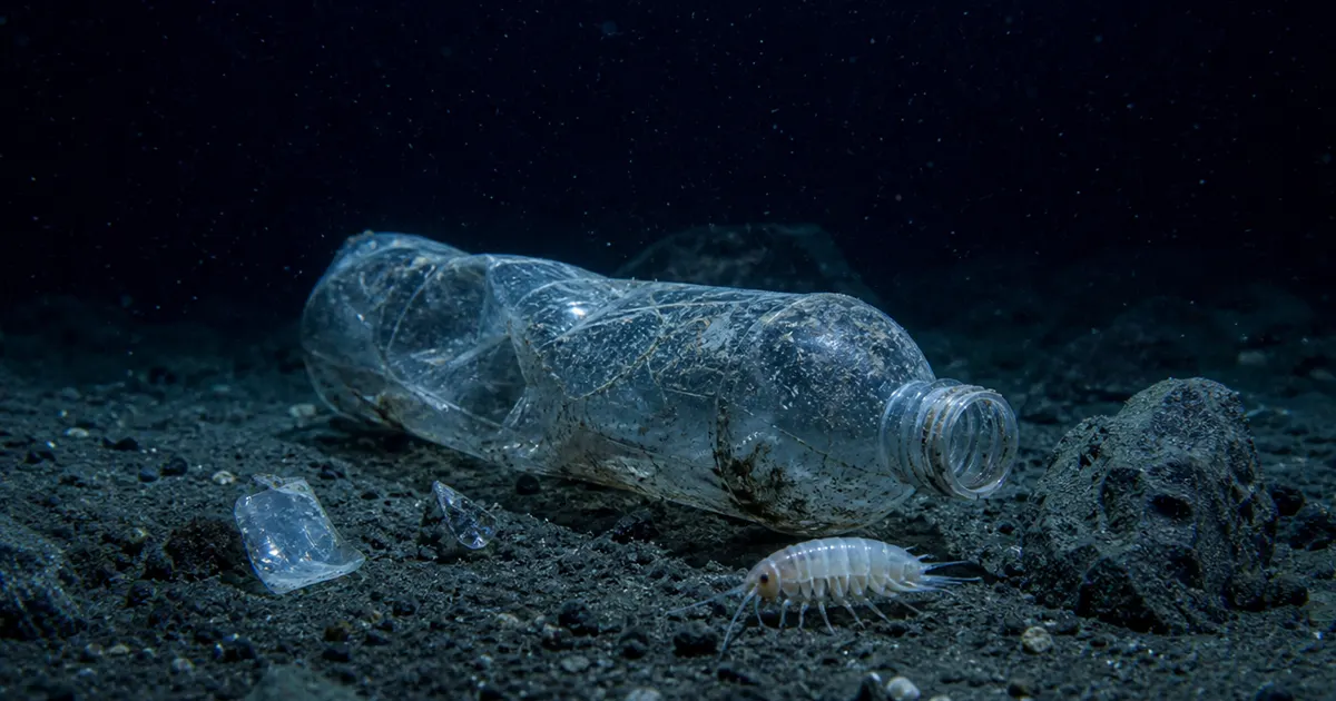 深海ゴミ問題の実態：最深部まで広がるプラスチック汚染