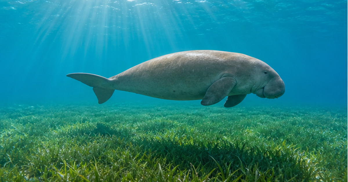 ジュゴンはなぜ絶滅危惧IA類なのか：沖縄の海草藻場と保護の最前線