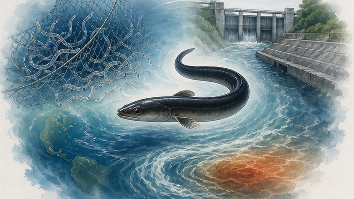 Conceptual illustration of the three drivers of eel decline: overfishing, habitat degradation, and ocean variability