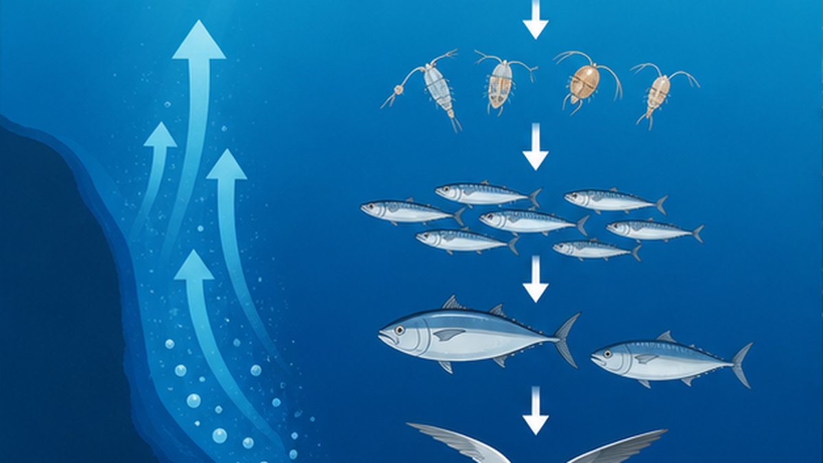 深海の栄養塩が湧昇流で表層へ運ばれ、植物プランクトン・動物プランクトン・小魚・大型魚へとつながる食物連鎖のピラミッド図