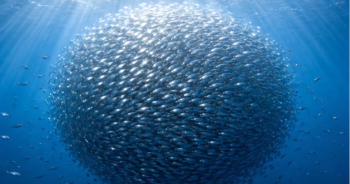 魚はなぜ群れるのか｜イワシの巨大な群れを生む3つのルールと省エネの科学
