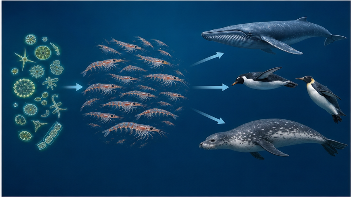 Diagram of the Southern Ocean food web running from phytoplankton through krill to whales, penguins and seals