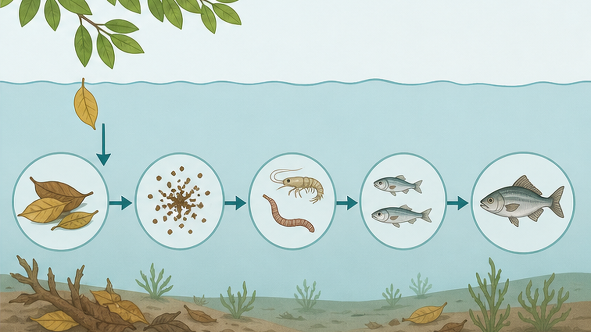 Diagram of the food chain that begins with fallen mangrove leaves