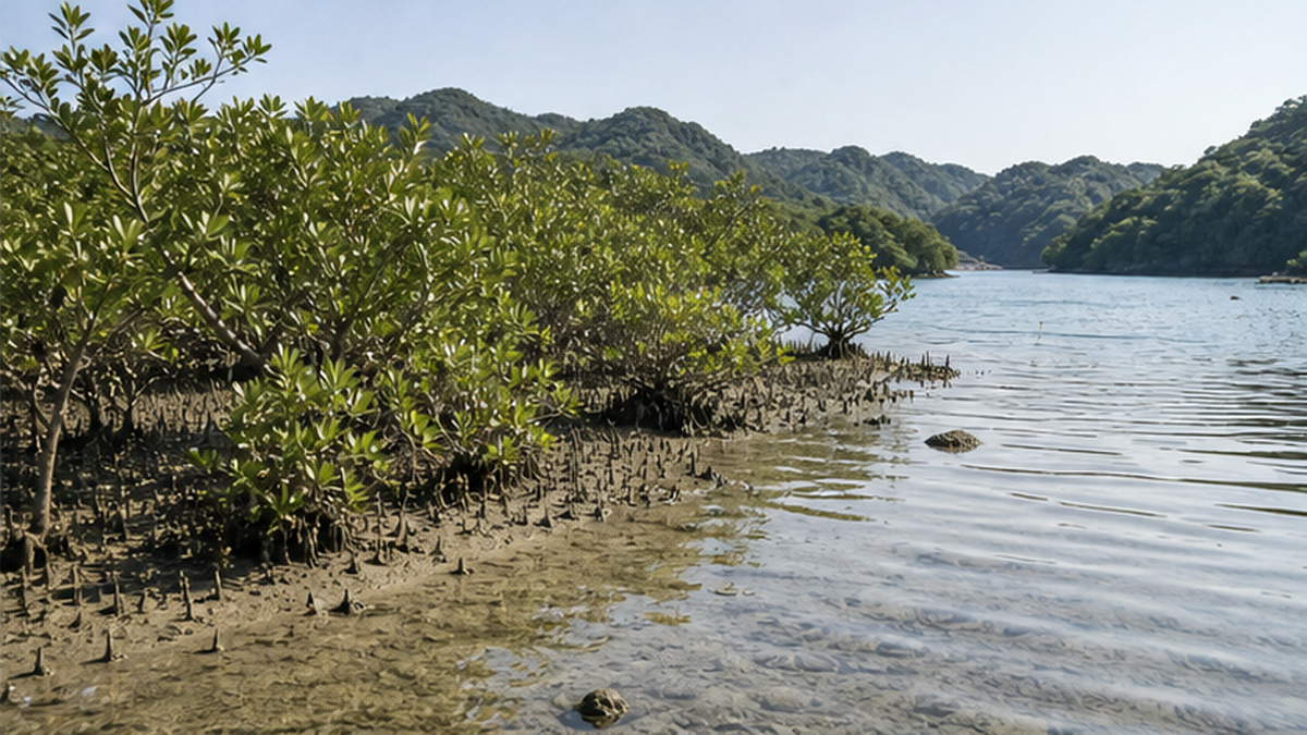 鹿児島の海岸に生える北限のメヒルギ群落の写真