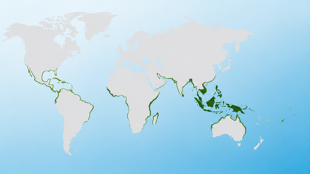 世界のマングローブ分布を赤道周辺に帯状に示した世界地図