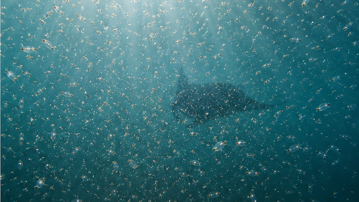 潮の流れで運ばれてきた動物プランクトンが濃く漂う、緑がかった湾の水中