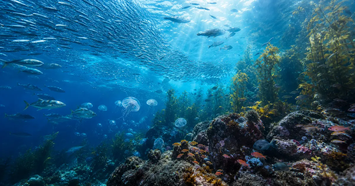 日本の海はなぜ世界有数の生物多様性を誇るのか｜黒潮・親潮・深海・固有種