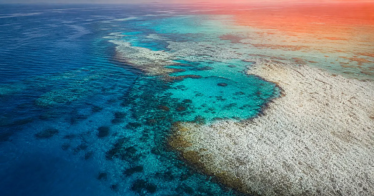 What Is a Marine Heatwave? How Abnormally High Water Temperature Triggers Coral Bleaching and Mass Die-offs