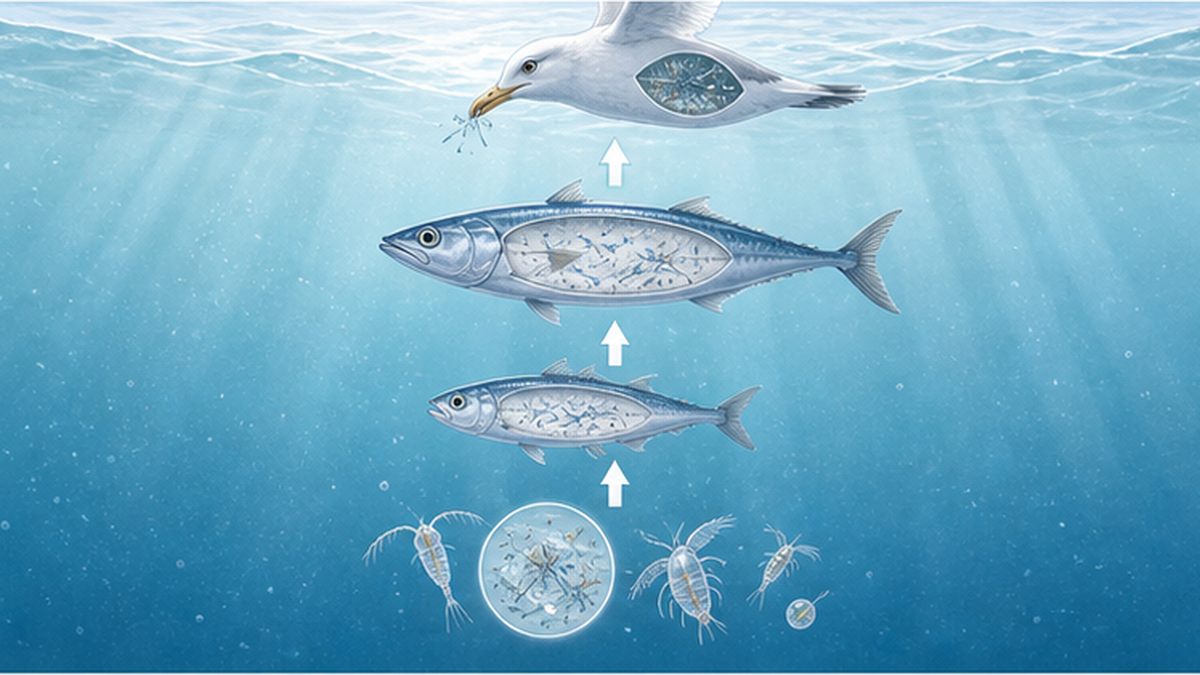 プランクトンから魚へと繊維が食物網を通じて移動するイメージ