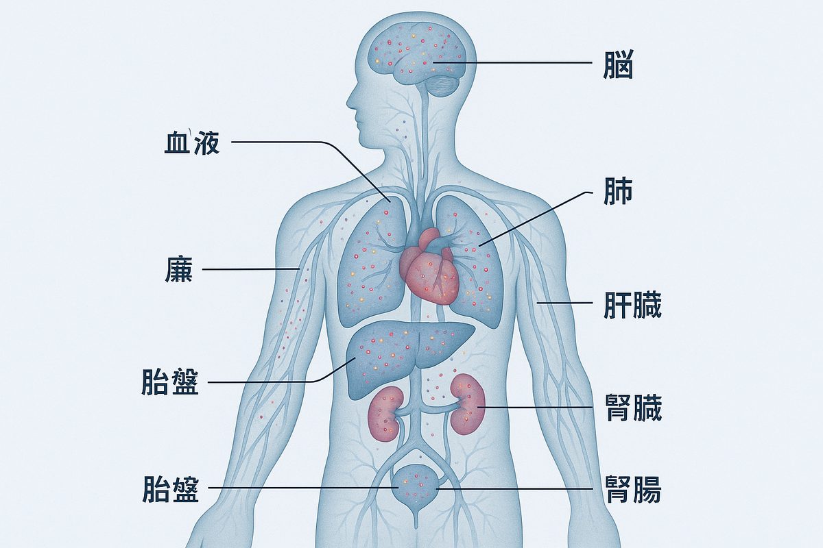 人体剖面图插图，显示检出微塑料的器官，标示出血液、肺、肝脏、肾脏、胎盘等主要器官中存在微塑料。