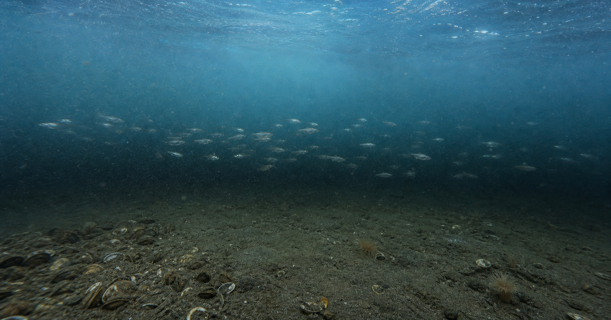 海の酸素が減る「貧酸素化」とデッドゾーン拡大｜富栄養化・温暖化・青潮の正体を解説