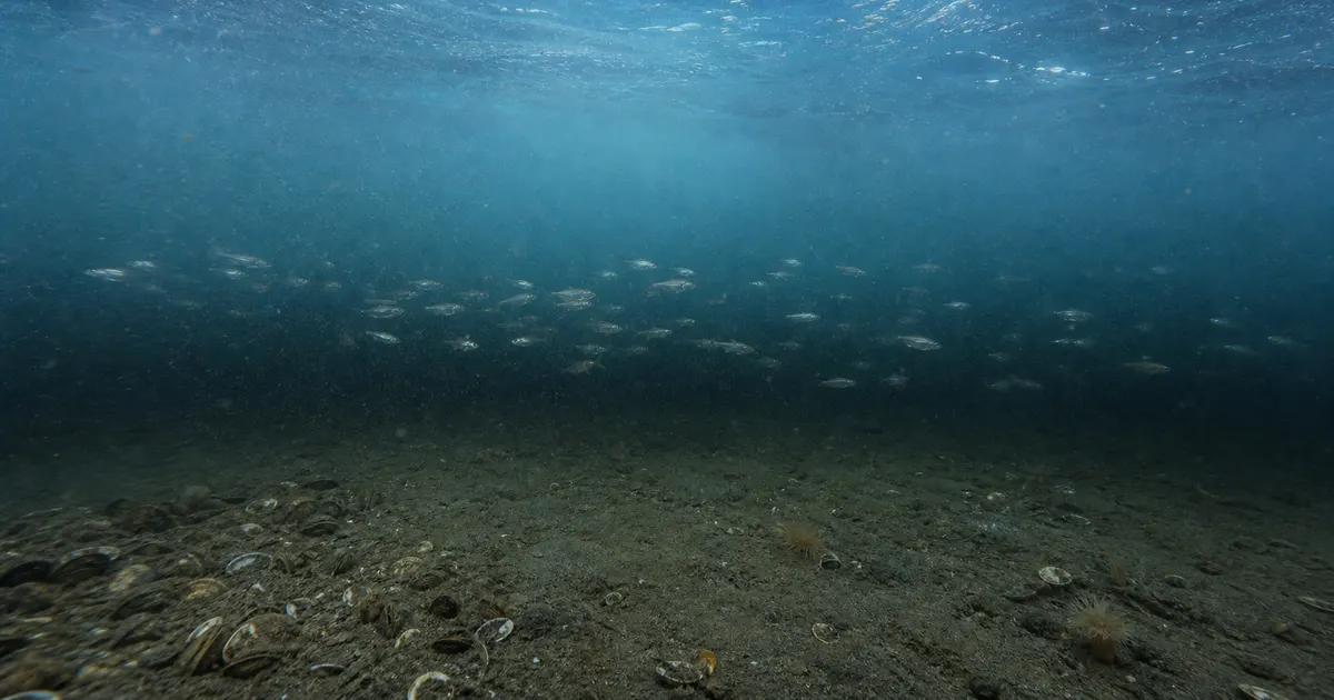海の酸素が減る「貧酸素化」とデッドゾーン拡大｜富栄養化・温暖化・青潮の正体を解説