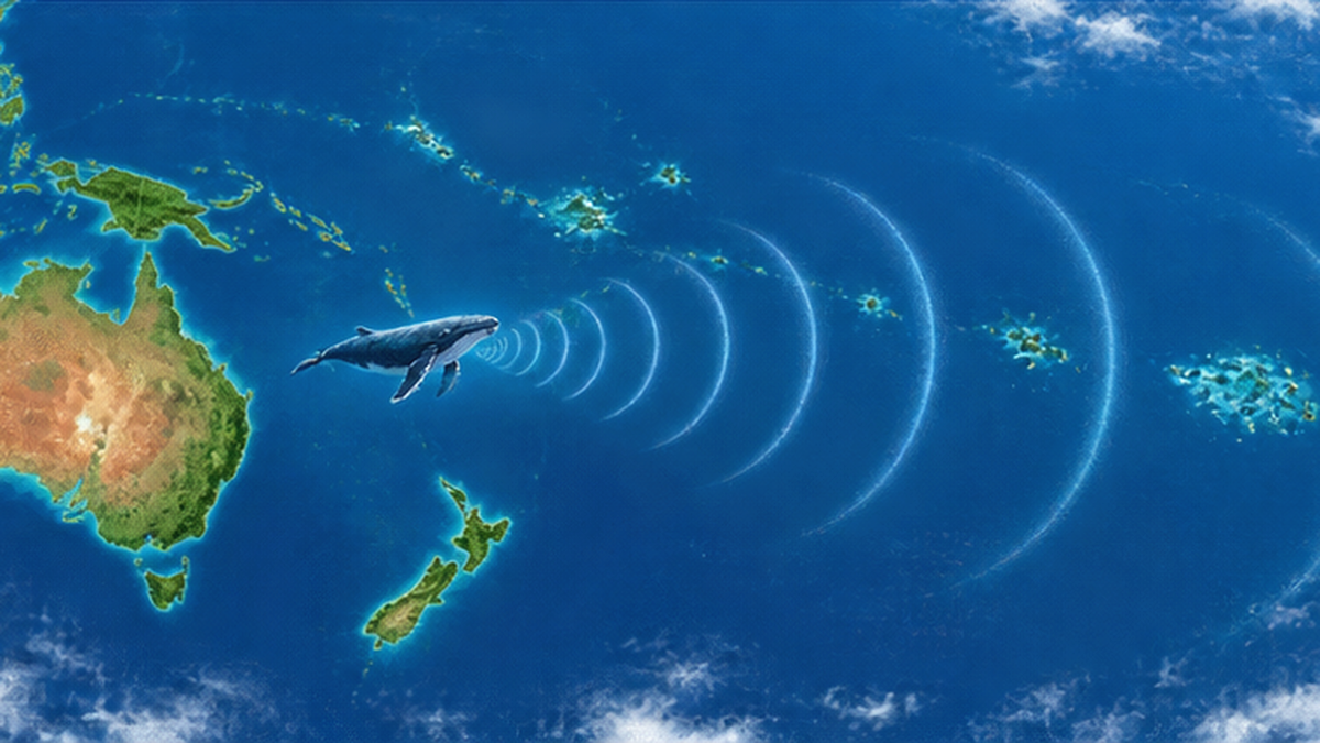 太平洋を東へ広がるクジラの歌の伝播を表した地図風のイメージ図