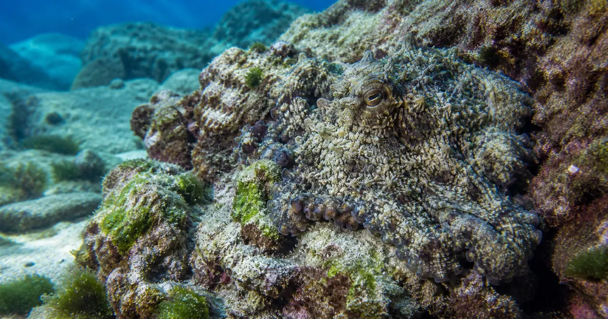タコの擬態と知性のすごい秘密｜色素胞・皮膚で光を感じる驚異の海の忍者