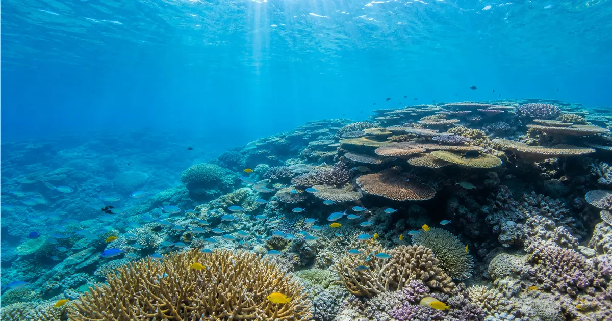 沖縄・南西諸島のサンゴ礁を守る｜白化・オニヒトデ・赤土流出の脅威と保全