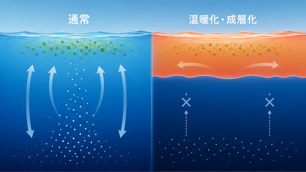 温暖化で海の表層が暖まり成層化が強まって深層からの栄養塩供給が減る仕組みを比較した図解