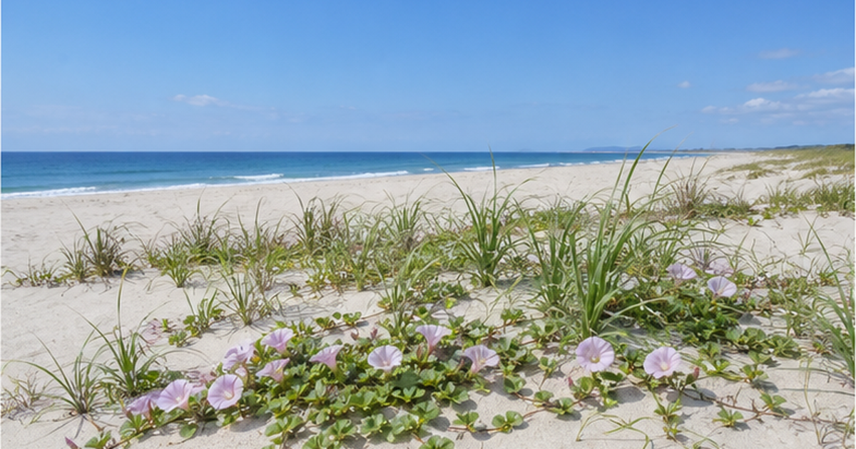 海岸砂丘の植生とは｜ハマヒルガオとコウボウムギが砂を留める仕組みと減少の危機