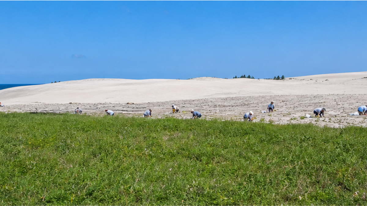 鳥取砂丘で除草ボランティアが作業する広大な砂丘の風景