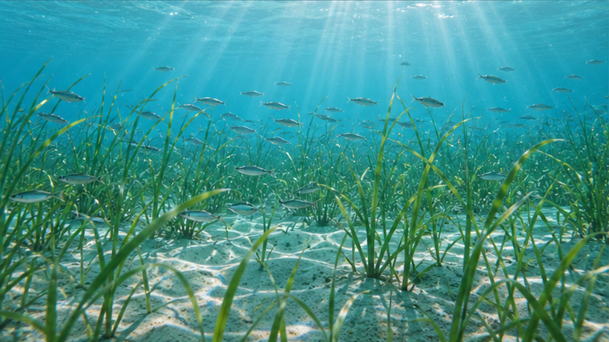 透明な浅瀬に広がるアマモ場と、その間を泳ぐ小魚や稚魚の群れ