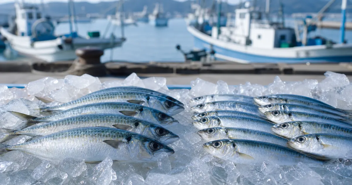 Reducing Seafood Food Loss: An Overview of Freshness Decay, Off-Grade Waste, and Freezing Solutions