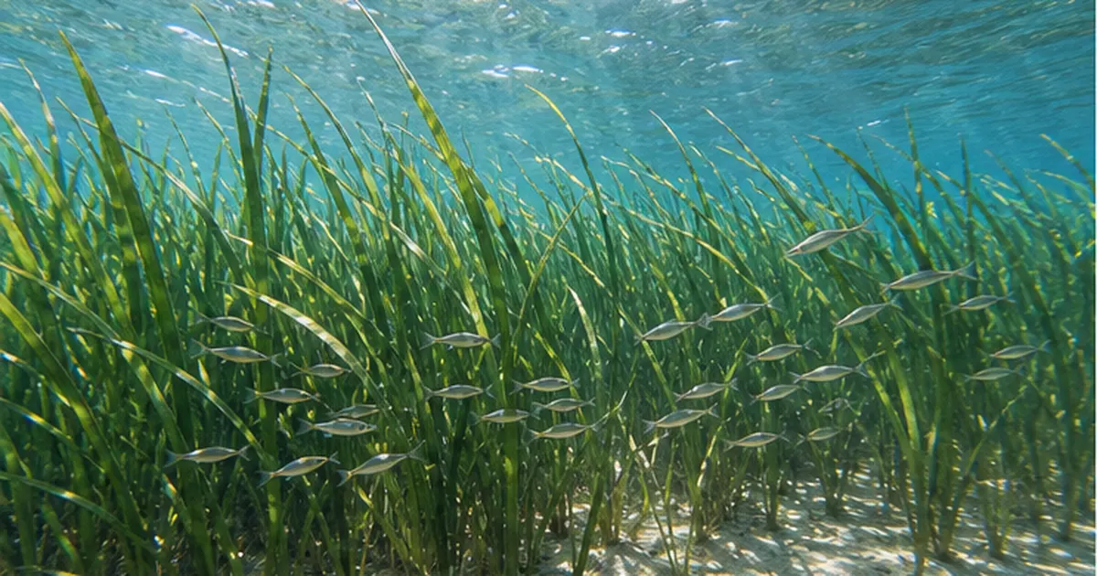 海のゆりかご・アマモ場の生物多様性｜海草が魚を育て海をきれいにする仕組み