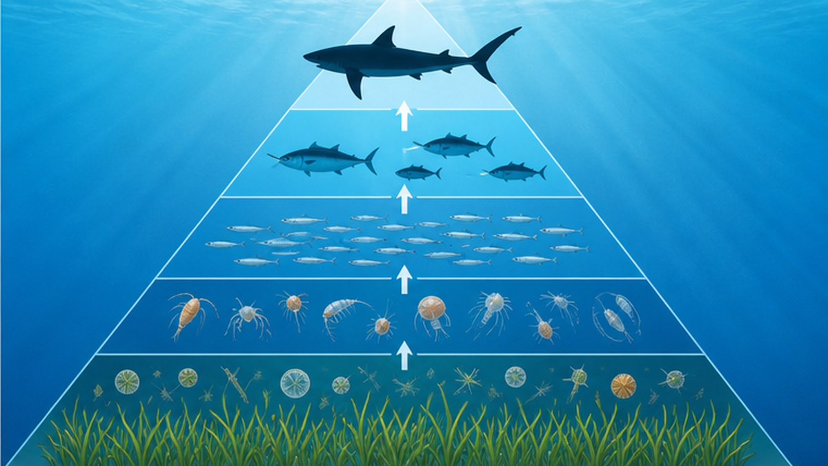 サメを頂点とする海の食物連鎖ピラミッドの図解