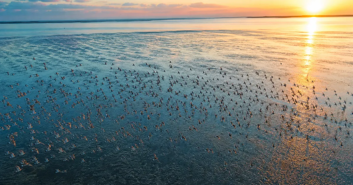 Shorebirds and the Tidal Flat Crisis: The East Asian Migratory Flyway and Stopover Conservation