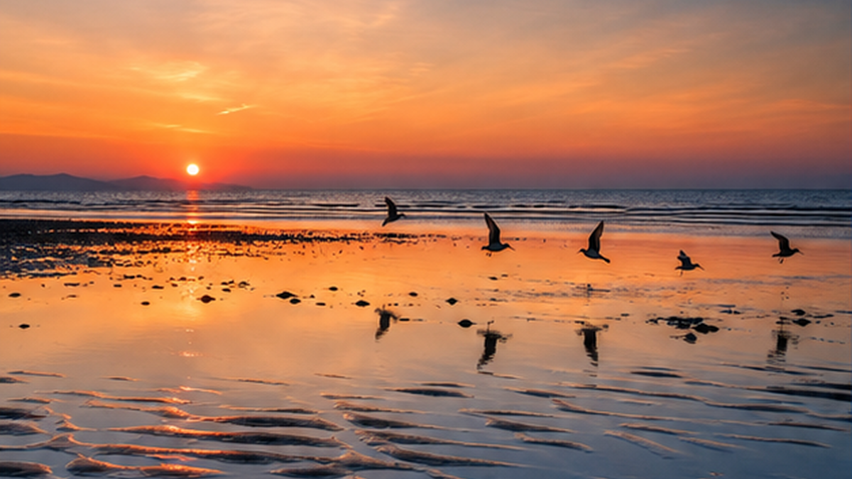 夕日に照らされ、渡り鳥が飛び立つ静かな干潟の風景