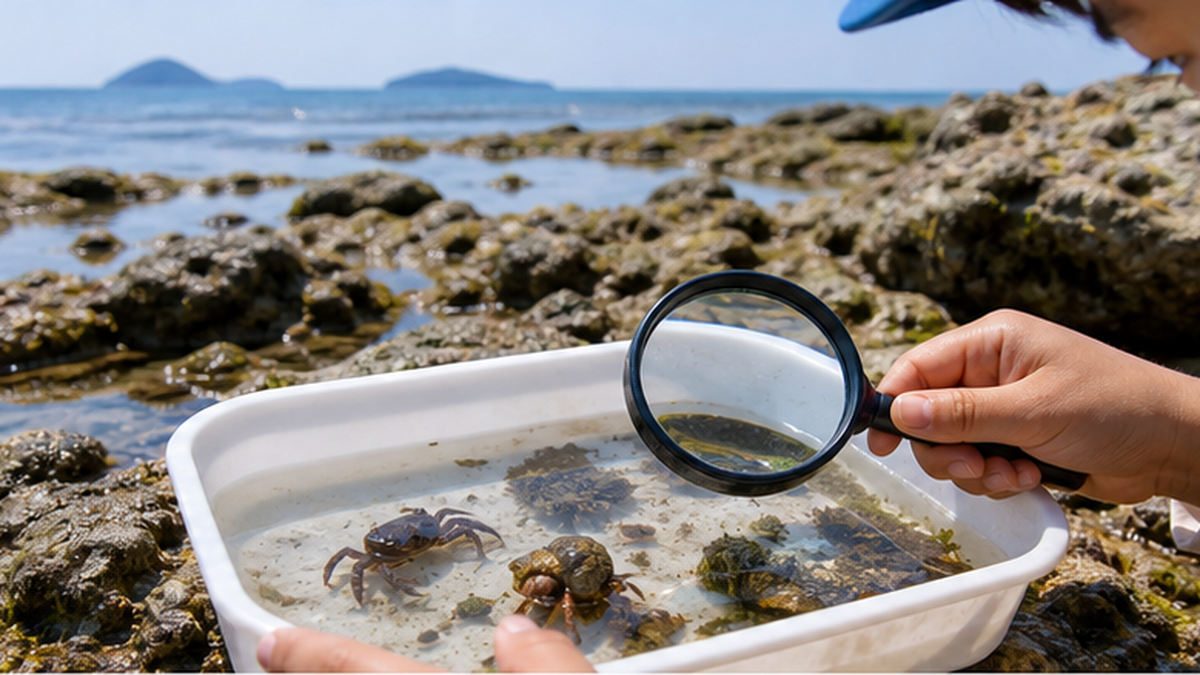 Hands using a shallow white tray and a hand lens to observe tide pool animals on a rocky shore at low tide