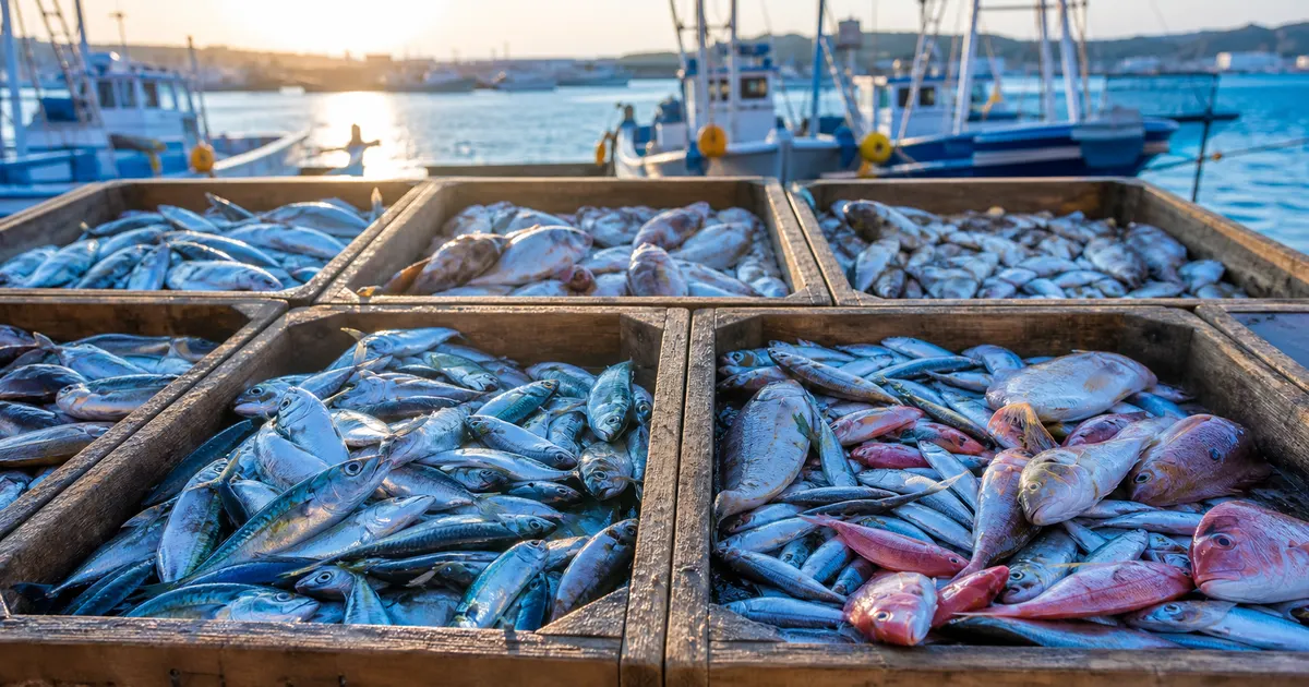 Putting Unused Fish to Use Is Changing Our Tables and Fisheries — How School Lunches, Processed Foods, and Hometown Tax Donations Are Cutting Food Loss