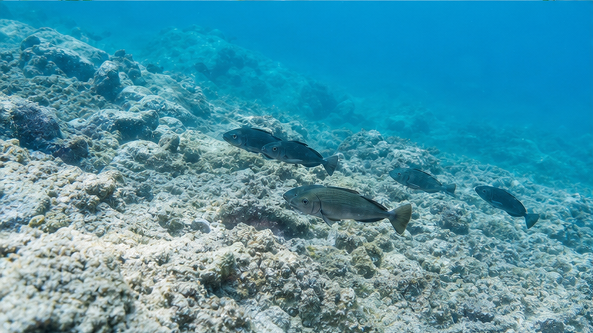 海藻が消えて岩肌がむき出しになった磯焼けの海底と、海藻を食べる魚