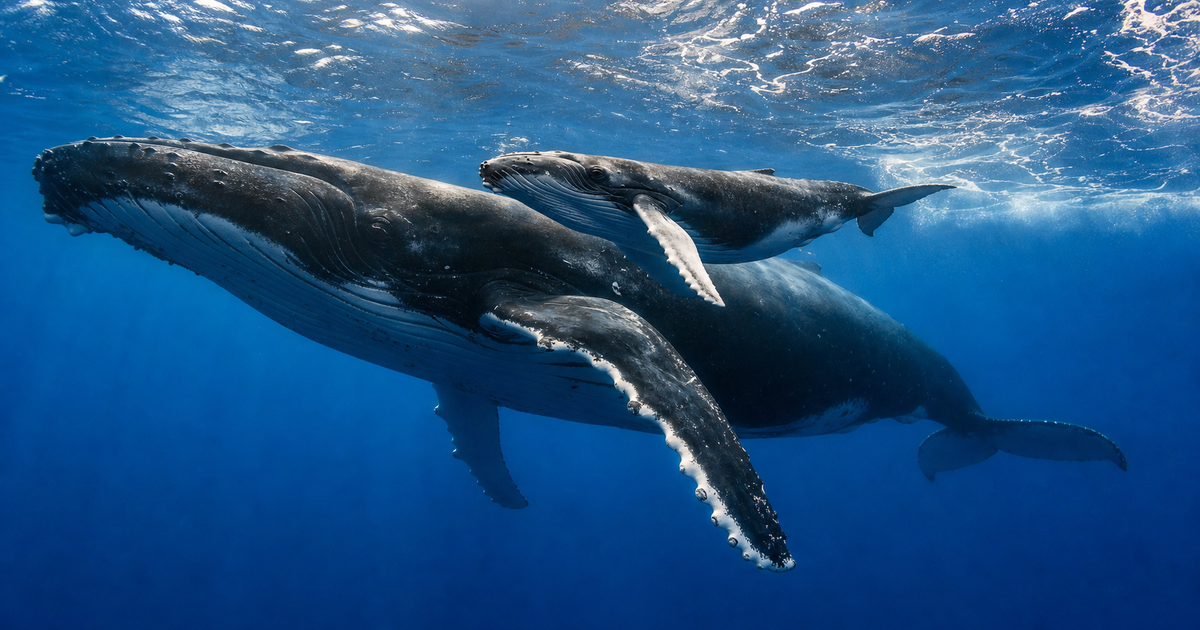 クジラの回遊はなぜ数千kmも続くのか｜摂餌と繁殖、海を支える巨大な旅の謎
