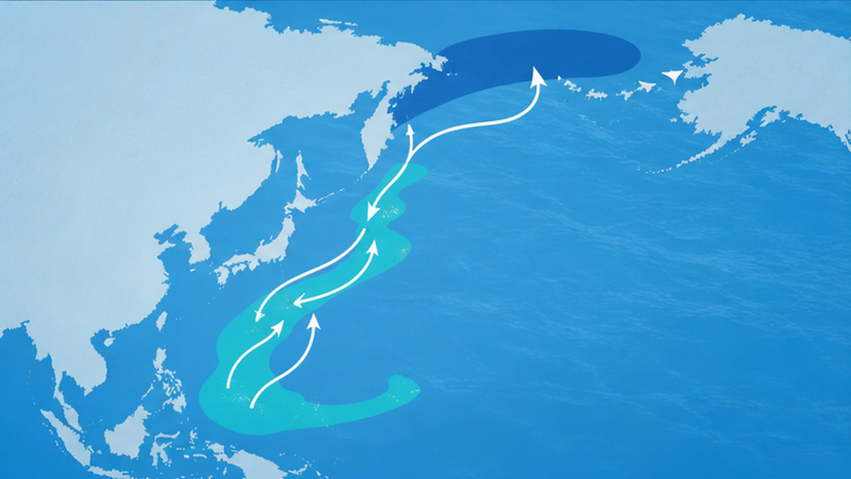 北太平洋におけるザトウクジラの回遊ルートと、日本の沖縄・奄美・小笠原の繁殖海域を示した地図